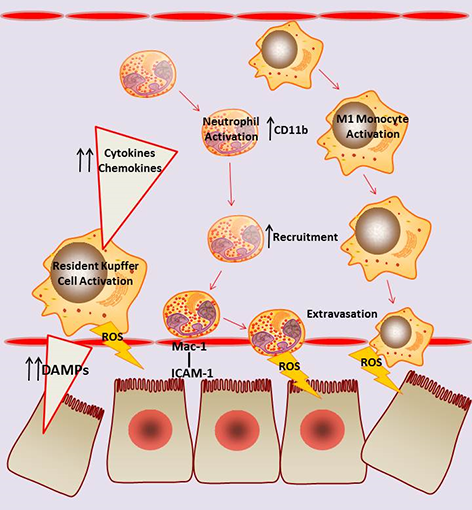 The impact of sterile inflammation in acute liver injury