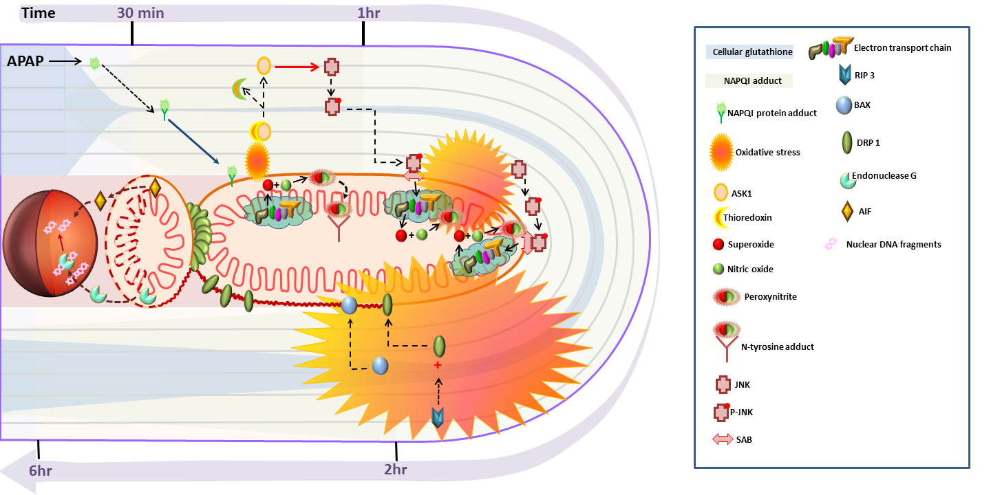 Ramachandran A Figure Modified_FINAL.png